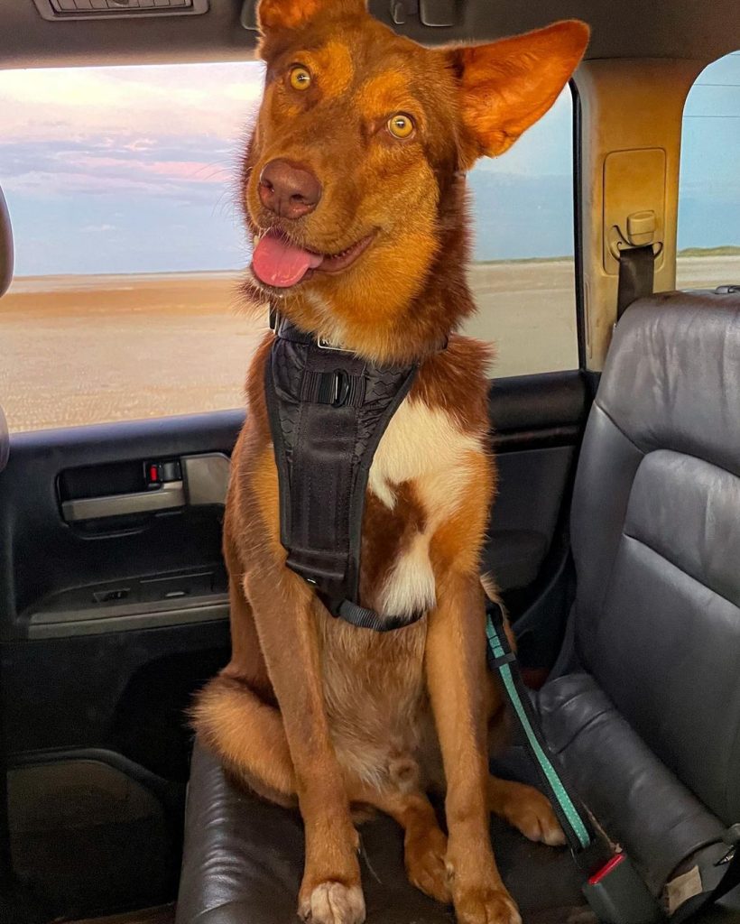 dog sitting on the back seat of a car looking into camera