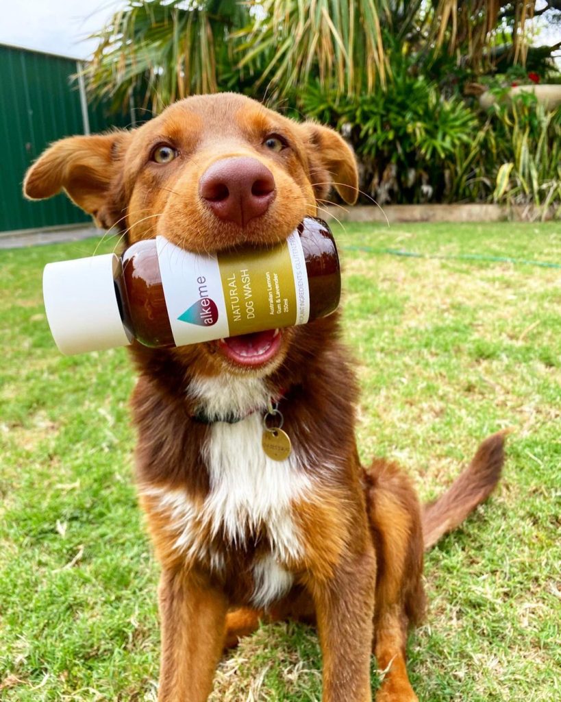 brown dog with bottle of shampoo in mouth