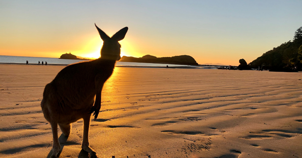 Kangaroo on cape hillsborough near campsite