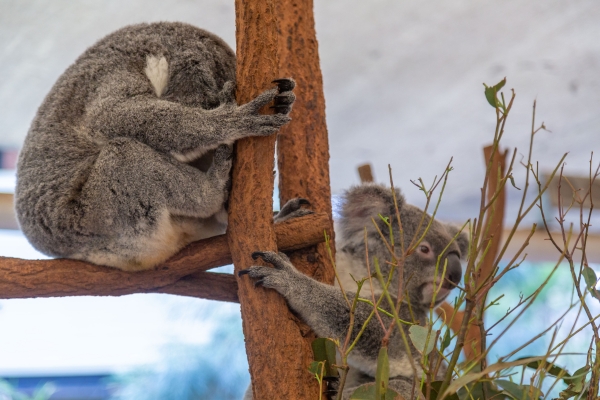 Lone Pine Koala Sanctuary
