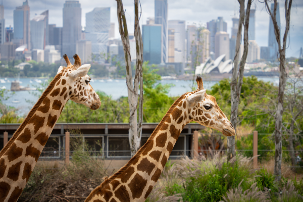 Taronga Zoo
