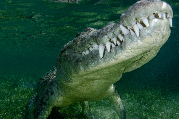 Crocosaurus Cove