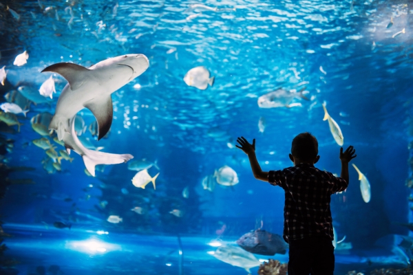 Cairns Aquarium