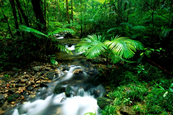 Daintree Rainforest