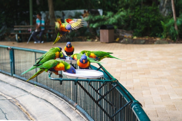 Currumbin Wildlife Sanctuary