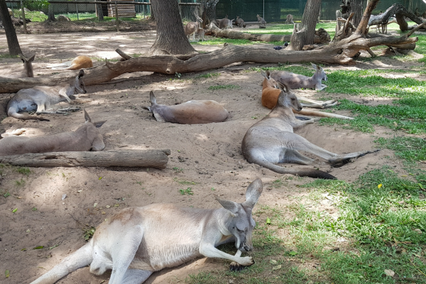 The Kangaroo Sanctuary