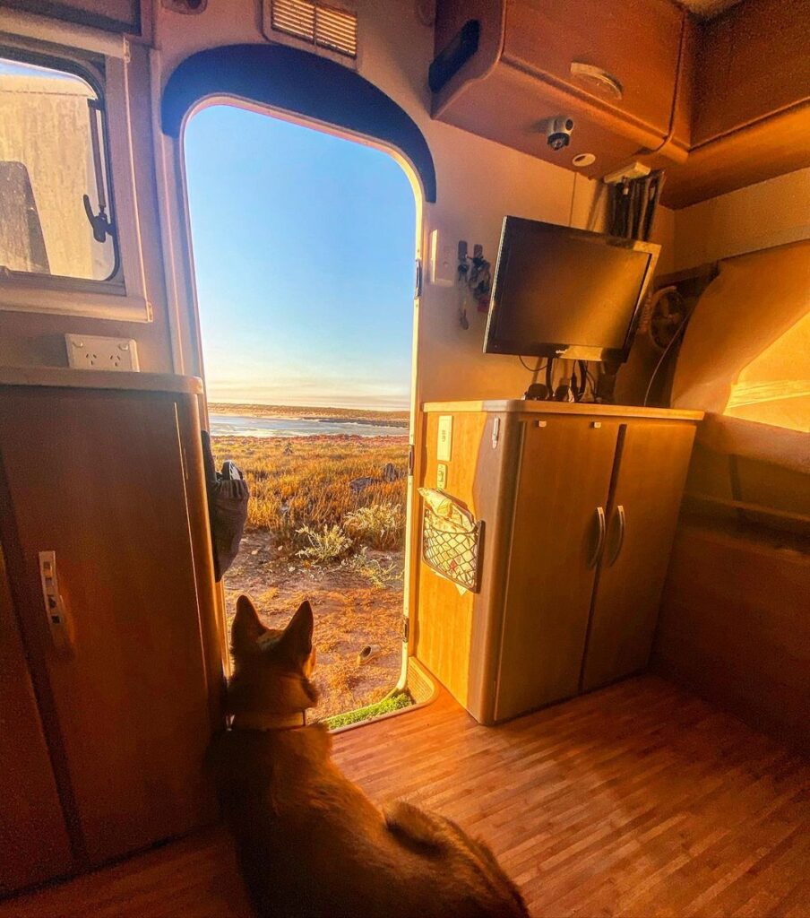 brown dog sitting inside a caravan looking outside